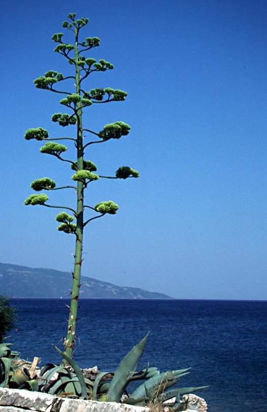 107_kef_ihme_puu
