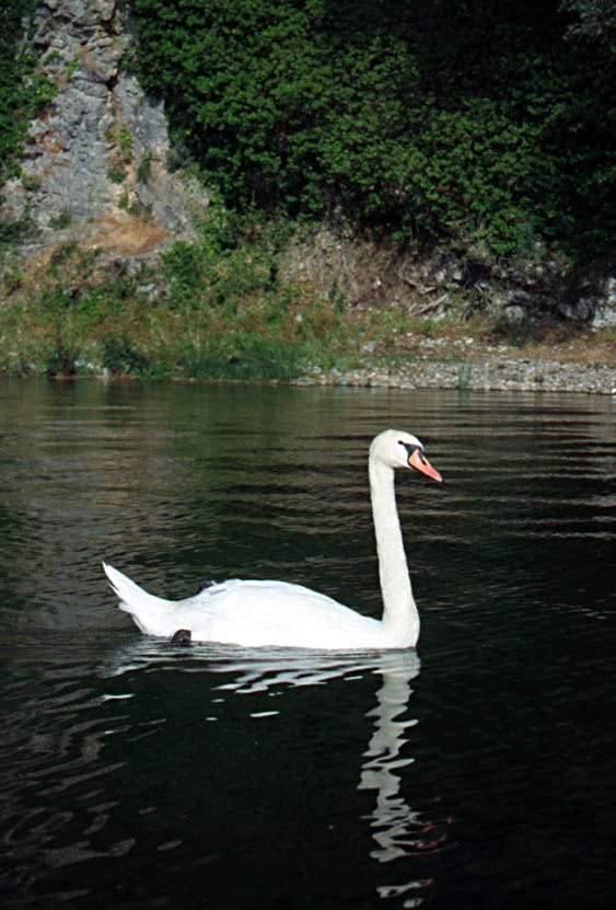 174_ohr_joutsen