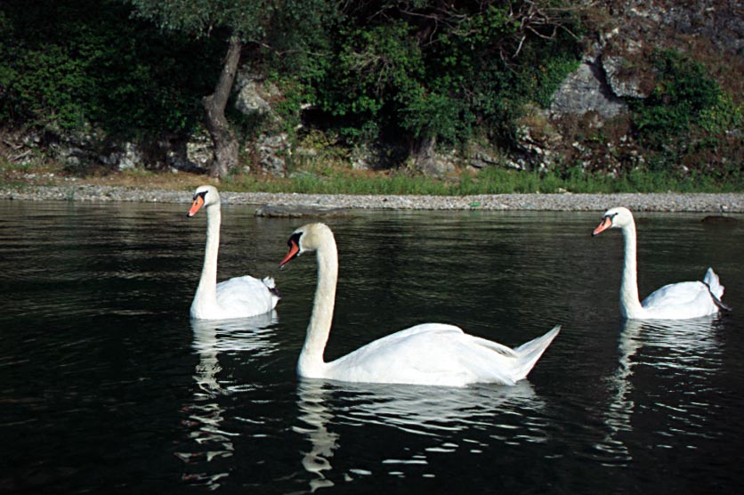 175_ohr_3joutsenta