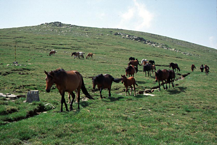 241_ril_villihevosia