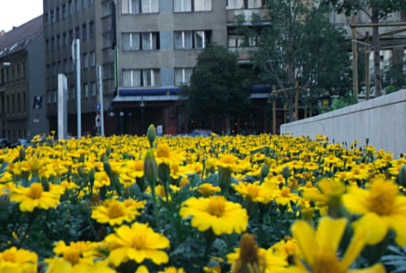 366_bud_kukkameri2