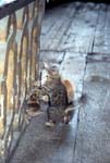 042_ist_haga_sofia_kissat