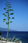 107_kef_ihme_puu