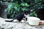 136_ate_kissa_maitoa2