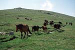 241_ril_villihevosia